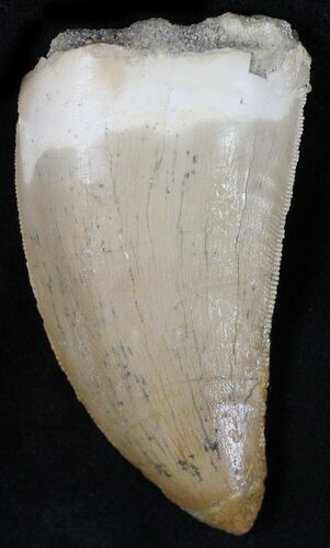 Carcharodontosaurus Tooth - Moroccan T-Rex #22024